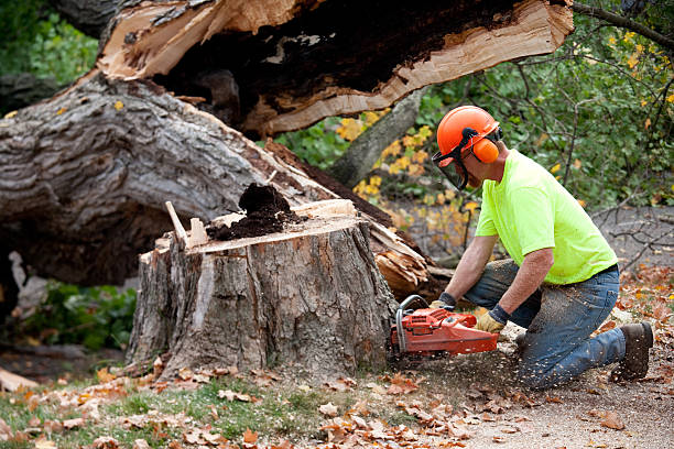  Five Points, NC Tree Service Pros